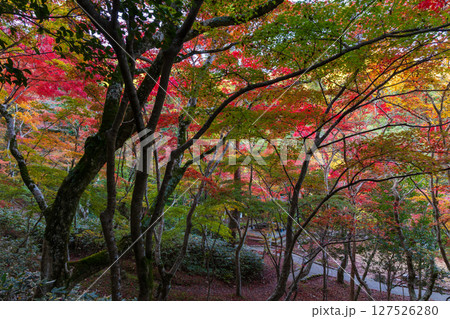秋の兵庫県神戸市 紅葉の有馬温泉 瑞宝寺公園 秋の兵庫県神戸市 紅葉の有馬温泉 瑞宝寺公園 127526280