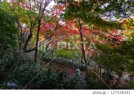 秋の兵庫県神戸市 紅葉の有馬温泉 瑞宝寺公園 秋の兵庫県神戸市 紅葉の有馬温泉 瑞宝寺公園 127526281