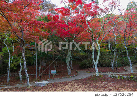 秋の兵庫県神戸市 紅葉の有馬温泉 瑞宝寺公園 秋の兵庫県神戸市 紅葉の有馬温泉 瑞宝寺公園 127526284
