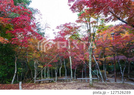 秋の兵庫県神戸市 紅葉の有馬温泉 瑞宝寺公園 秋の兵庫県神戸市 紅葉の有馬温泉 瑞宝寺公園 127526289