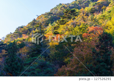 秋の兵庫県神戸市　紅葉の有馬温泉　瑞宝寺公園 127526291