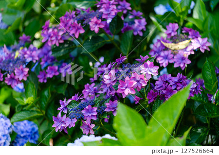 色鮮やかな紫陽花の咲く光景 色鮮やかな紫陽花の咲く光景 127526664