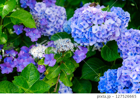 色鮮やかな紫陽花の咲く光景 色鮮やかな紫陽花の咲く光景 127526665