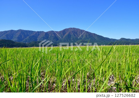 弥彦山の紅葉（新潟県） 127526682