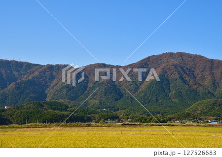 弥彦山の紅葉(新潟県) 弥彦山の紅葉(新潟県) 127526683