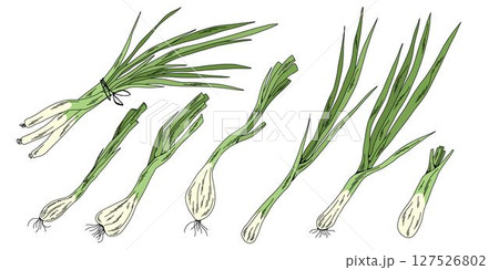 Green Onion Clipart Bundle, Colorful Hand Drawn Vegetable Set for Kitchen and Food Design 127526802