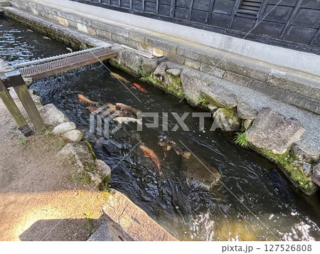 鯉が泳ぐ瀬戸川 鯉が泳ぐ瀬戸川 127526808