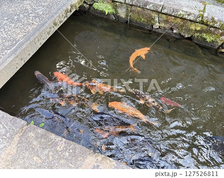 鯉が泳ぐ瀬戸川 127526811