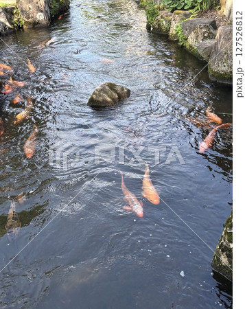 鯉が泳ぐ瀬戸川 127526812