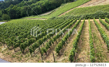 Scenic Vineyard Landscape with Lush Green Grape Vines Scenic Vineyard Landscape with Lush Green Grape Vines 127526813