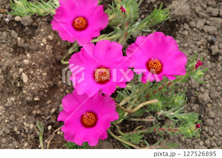 初夏の庭に咲くマツバボタンのピンク色の花 127526895