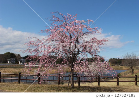 テクノさくら公園 テクノさくら公園 127527195