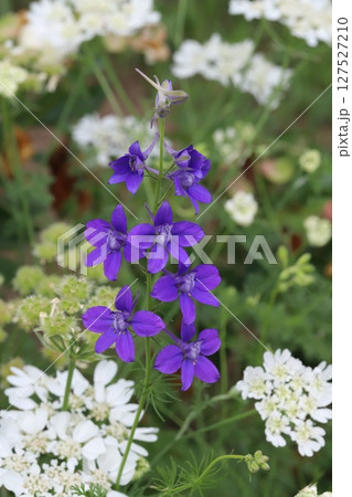 春の庭に咲く紫色のチドリソウの花と白いイベリスの花 127527210