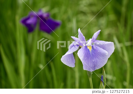 紫色と薄紫色のキレイな菖蒲が咲く風景 雨上がり 花びらに雫 紫色と薄紫色のキレイな菖蒲が咲く風景 雨上がり 花びらに雫 127527215