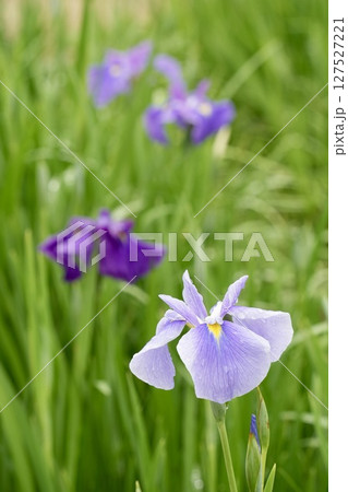紫色と薄紫色のキレイな菖蒲が咲く風景 雨上がり 花びらに雫 紫色と薄紫色のキレイな菖蒲が咲く風景 雨上がり 花びらに雫 127527221