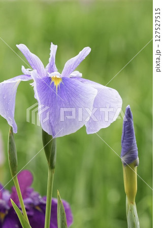 雨に濡れる美しい薄紫色の花菖蒲　ふんわり背景 127527515