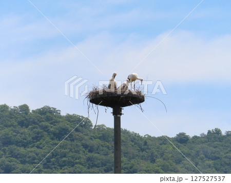 巣塔の上のコウノトリ、兵庫県上郡町生まれのコウノトリの雛、遠景、後ろに青空と山並み、コピースペース 127527537