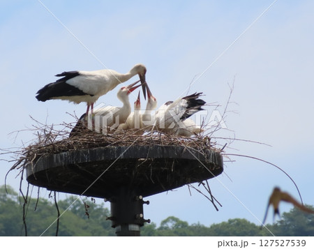 巣塔の上のコウノトリ、兵庫県上郡町生まれのコウノトリの雛、親鳥がエサを与えている 巣塔の上のコウノトリ、兵庫県上郡町生まれのコウノトリの雛、親鳥がエサを与えている 127527539