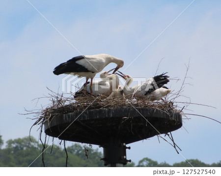 巣塔の上のコウノトリ、兵庫県上郡町生まれのコウノトリの雛、親鳥がエサを与えている 巣塔の上のコウノトリ、兵庫県上郡町生まれのコウノトリの雛、親鳥がエサを与えている 127527540