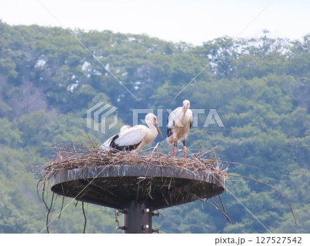 巣塔の上のコウノトリ、兵庫県上郡町生まれのコウノトリの雛 127527542
