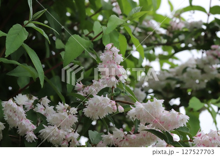 春から初夏にかけて咲く白い花びらにピンク色が混じるサラサウツギの花 春から初夏にかけて咲く白い花びらにピンク色が混じるサラサウツギの花 127527703