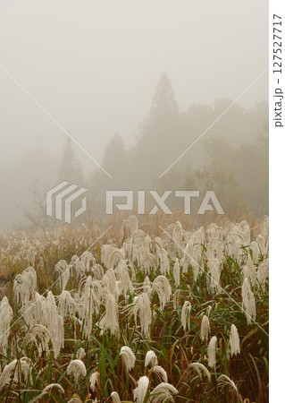 玉川渓流の紅葉(山形県) 玉川渓流の紅葉(山形県) 127527717