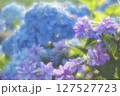 あじさい 127527723