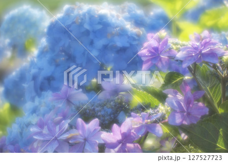 あじさい 127527723