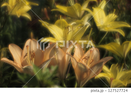 ユリ ユリ 127527724