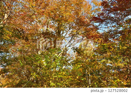 赤崎山森林公園の紅葉（新潟県） 127528002