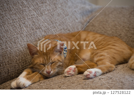 安心して寝ている猫 127528122