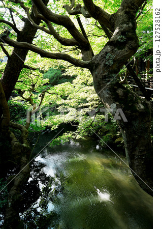 永観堂　古方丈の庭園 127528162