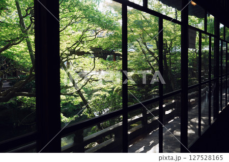 永観堂　古方丈の庭園 127528165