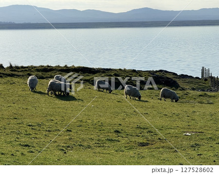 Islay island is located off Scotland west coast renowned for whisky distilleries and birdwatching. Numerous distilleries and diverse migratory birds make it a captivating destination. 127528602