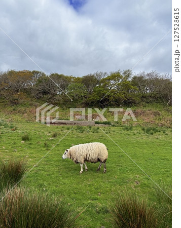 Islay island is located off Scotland west coast renowned for whisky distilleries and birdwatching. Numerous distilleries and diverse migratory birds make it a captivating destination. Islay island is located off Scotland west coast renowned for whisky distilleries and birdwatching. Numerous distilleries and diverse migratory birds make it a captivating destination. 127528615