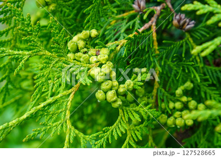 ニオイヒバの若い実 127528665