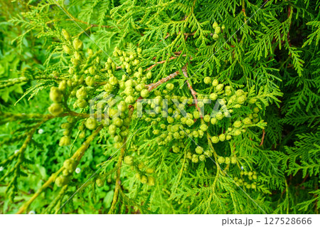 ニオイヒバの若い実 127528666