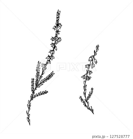 Monochrome vector two flowering heather branches line art painted by black inks. Nordic plant etching drawing for botanical design, wedding invitation, nature decor, textile pattern, organic product. Monochrome vector two flowering heather branches line art painted by black inks. Nordic plant etching drawing for botanical design, wedding invitation, nature decor, textile pattern, organic product. 127528777