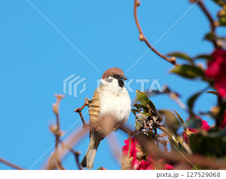 赤い花の近くで休むスズメ 赤い花の近くで休むスズメ 127529068