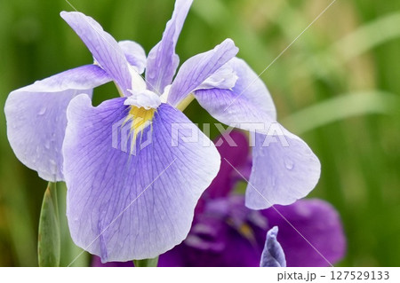 雨に濡れる美しい薄紫色の花菖蒲　ふんわり背景 127529133