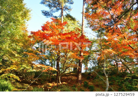 福満虚空蔵尊円蔵寺の紅葉（福島県） 127529459