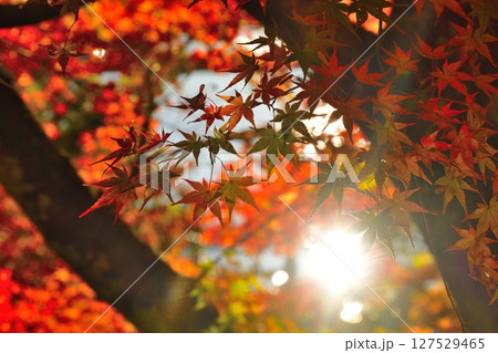 福満虚空蔵尊円蔵寺の紅葉（福島県） 127529465