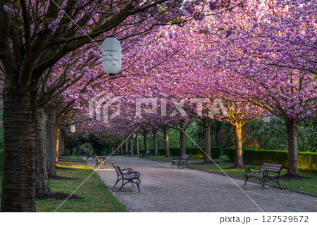 Rombergpark, Dortmund, North Rhine Westphalia, Germany 127529672