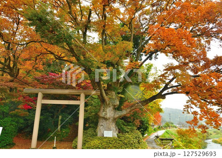 加茂長瀬神社（新潟県） 127529693