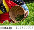 後楽園の茶摘み娘がお茶の葉を摘む 127529902