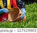 後楽園の茶摘み娘がお茶の葉を摘む瞬間 127529903