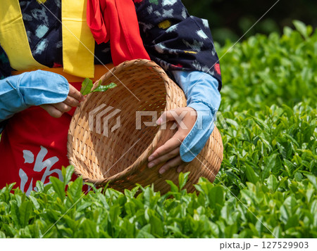 後楽園の茶摘み娘がお茶の葉を摘む瞬間 後楽園の茶摘み娘がお茶の葉を摘む瞬間 127529903