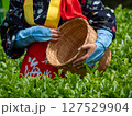 後楽園の茶摘み娘がかごに手を添える 127529904