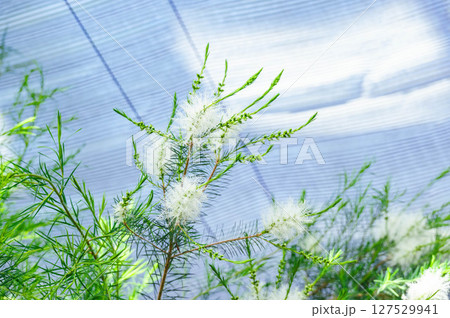 青空とティーツリーの花 青空とティーツリーの花 127529941