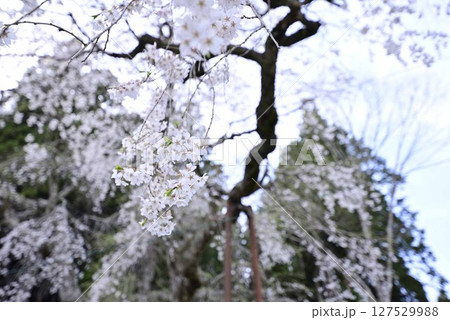 小野津島神社の天王桜 127529988